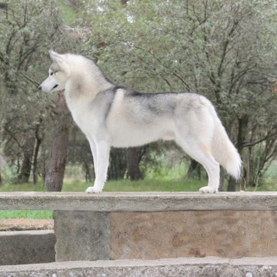 elevage-husky-chien-nordique-chiots-attelage-lunel-male-olwe-03