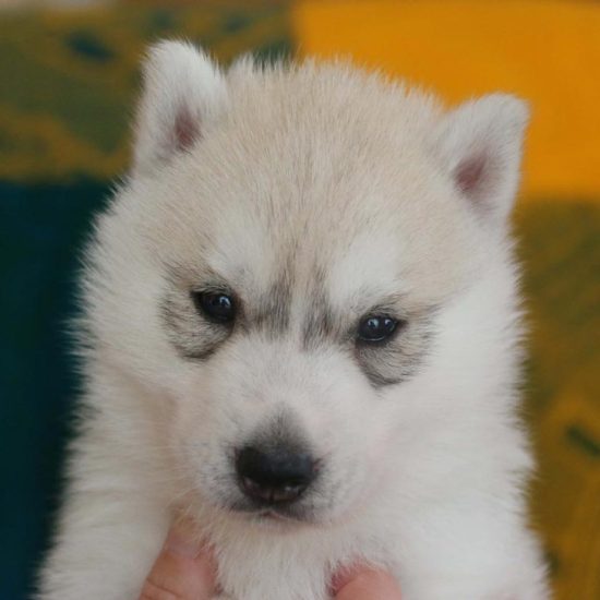 elevage-husky-chien-nordique-chiots-attelage-lunel-male-olwe-04