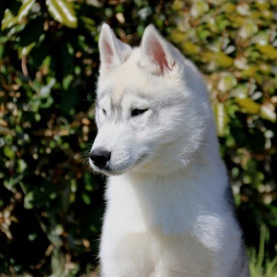 elevage-husky-chien-nordique-chiots-attelage-lunel-male-olwe-05