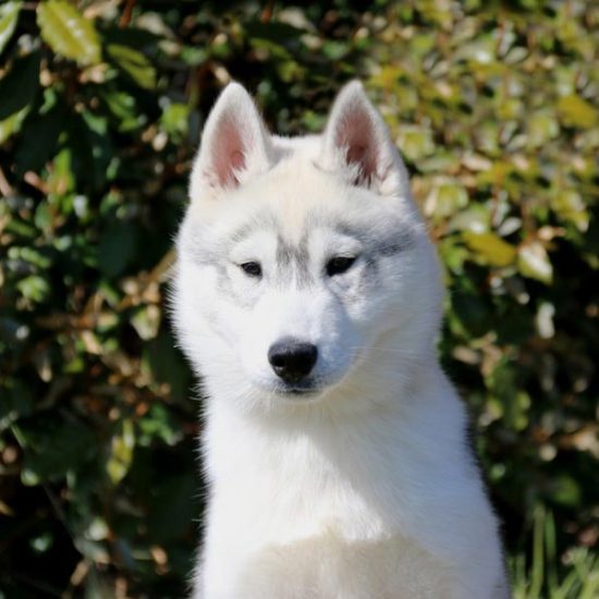 elevage-husky-chien-nordique-chiots-attelage-lunel-male-olwe-06