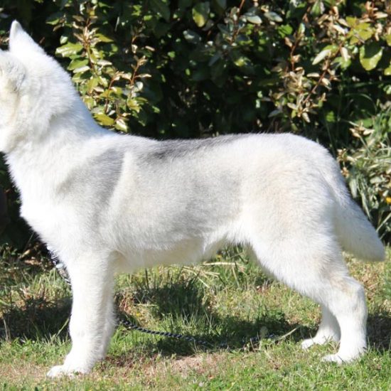 elevage-husky-chien-nordique-chiots-attelage-lunel-male-olwe-07