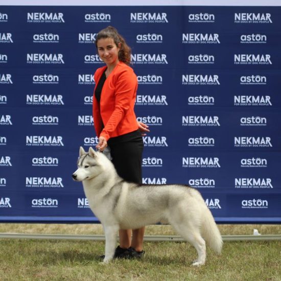 elevage-husky-chien-nordique-chiots-attelage-lunel-male-olwe-08