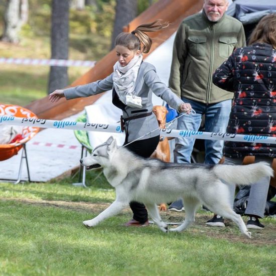 elevage-husky-chien-nordique-chiots-attelage-lunel-male-olwe-09