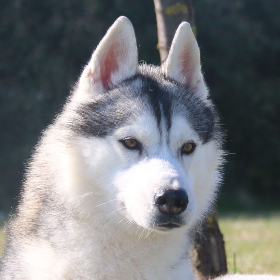 elevage-husky-chien-nordique-chiots-attelage-lunel-male-oslo-01