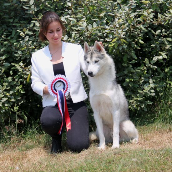 elevage-husky-chien-nordique-chiots-attelage-lunel-male-oslo-02