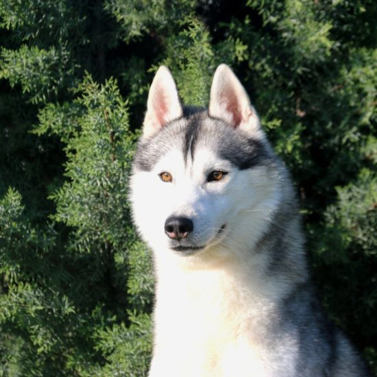elevage-husky-chien-nordique-chiots-attelage-lunel-male-oslo-03