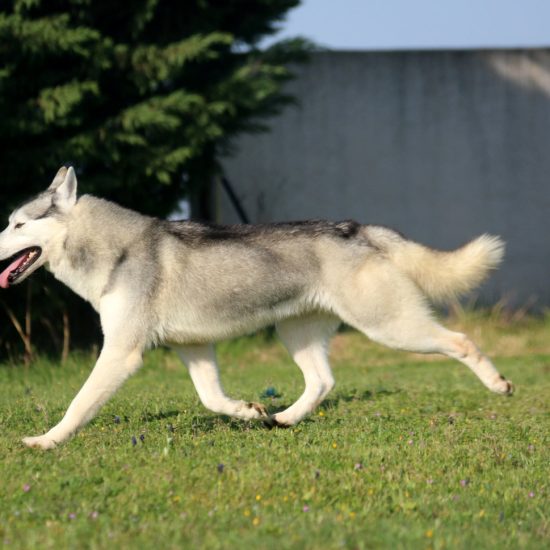 elevage-husky-chien-nordique-chiots-attelage-lunel-male-oslo-04