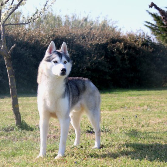 elevage-husky-chien-nordique-chiots-attelage-lunel-male-oslo-05