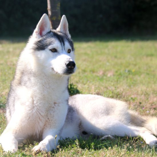 elevage-husky-chien-nordique-chiots-attelage-lunel-male-oslo-06
