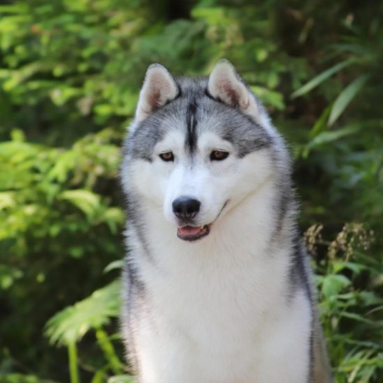 elevage-husky-chien-nordique-chiots-attelage-lunel-male-ryan-01