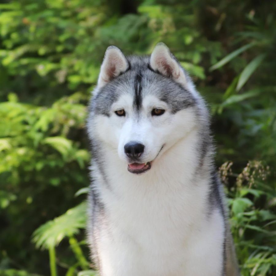 elevage-husky-chien-nordique-chiots-attelage-lunel-male-ryan-01