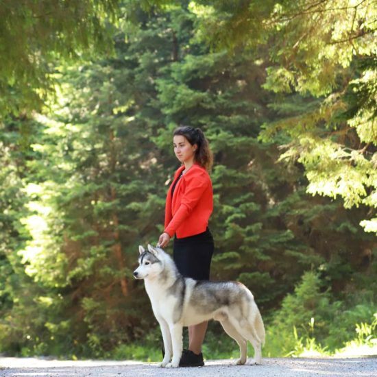 elevage-husky-chien-nordique-chiots-attelage-lunel-male-ryan-011