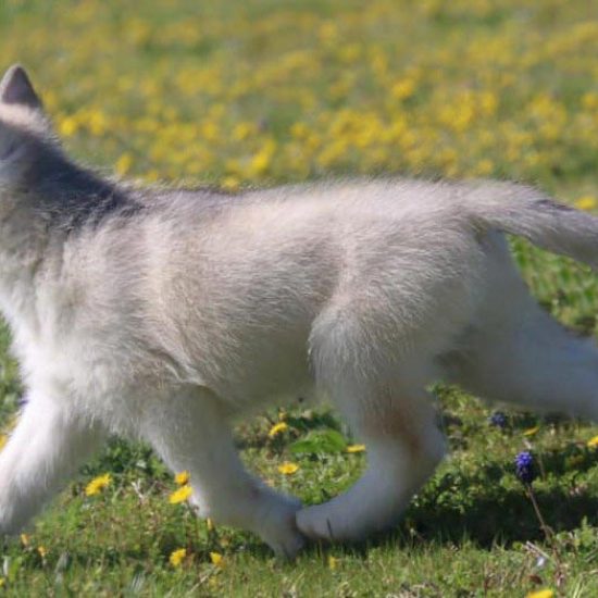 elevage-husky-chien-nordique-chiots-attelage-lunel-male-ryan-012