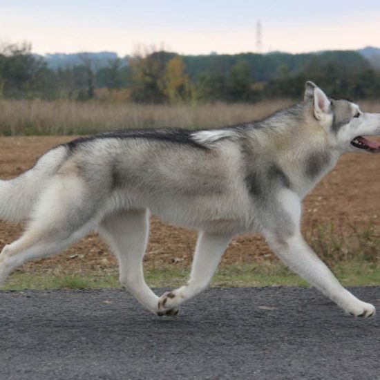 elevage-husky-chien-nordique-chiots-attelage-lunel-male-ryan-013