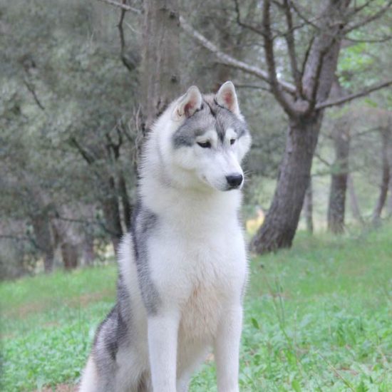 elevage-husky-chien-nordique-chiots-attelage-lunel-male-ryan-014