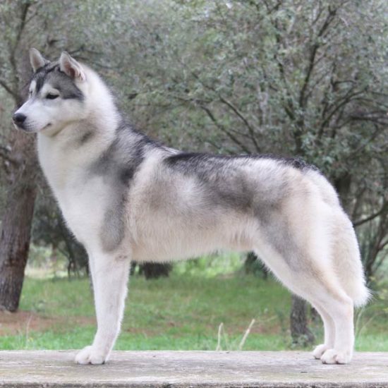 elevage-husky-chien-nordique-chiots-attelage-lunel-male-ryan-015