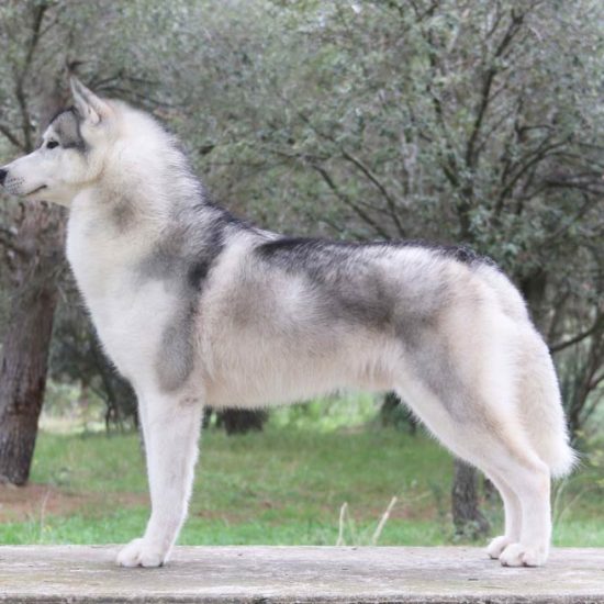 elevage-husky-chien-nordique-chiots-attelage-lunel-male-ryan-016