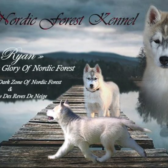 elevage-husky-chien-nordique-chiots-attelage-lunel-male-ryan-017