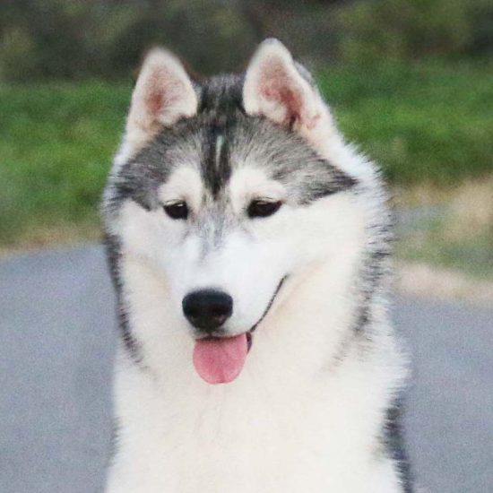 elevage-husky-chien-nordique-chiots-attelage-lunel-male-ryan-018