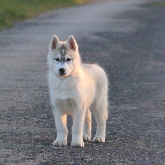 elevage-husky-chien-nordique-chiots-attelage-lunel-male-ryan-02