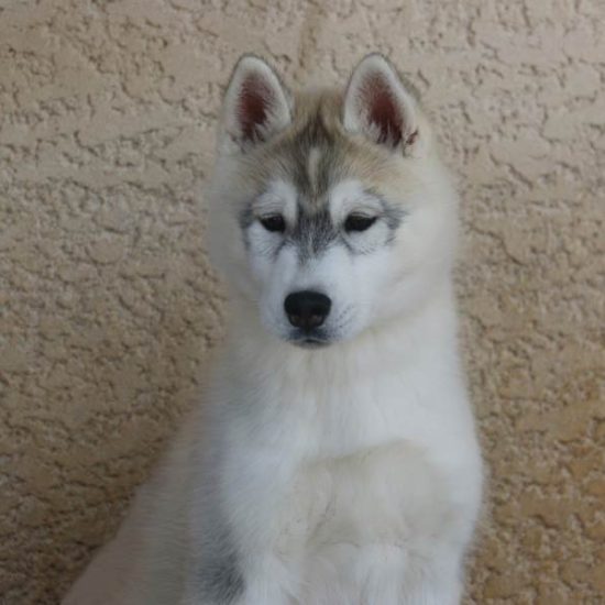 elevage-husky-chien-nordique-chiots-attelage-lunel-male-ryan-03