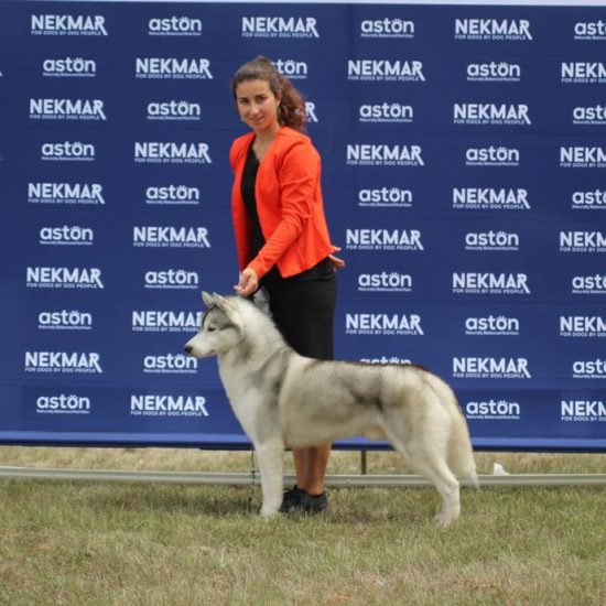 elevage-husky-chien-nordique-chiots-attelage-lunel-male-ryan-05