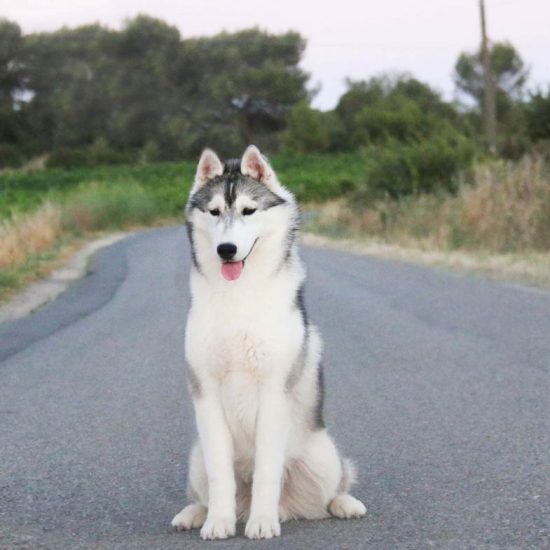 elevage-husky-chien-nordique-chiots-attelage-lunel-male-ryan-06