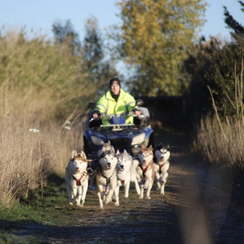 elevage-husky-chien-nordique-chiots-attelage-lunel-photo-016