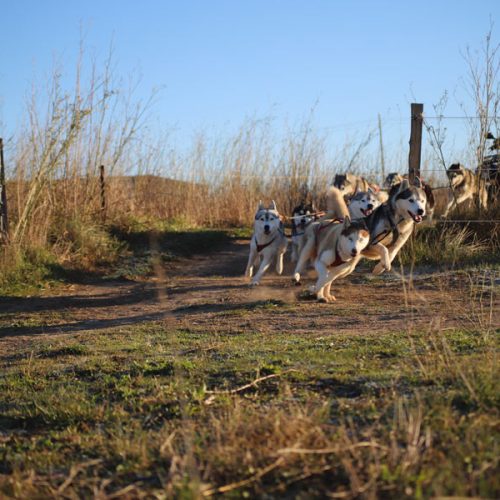 Le Siberian Husky à l'attelage | Élevage Of Nordic Forest