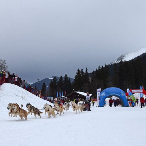 Le Siberian Husky à l'attelage | Élevage Of Nordic Forest