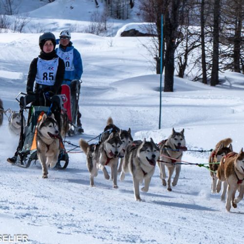 Le Siberian Husky à l'attelage | Élevage Of Nordic Forest