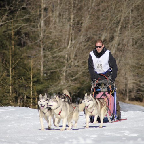 Le Siberian Husky à l'attelage | Élevage Of Nordic Forest