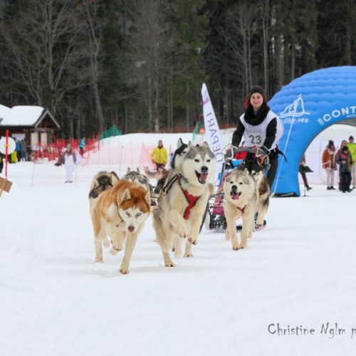 Le Siberian Husky à l'attelage | Élevage Of Nordic Forest