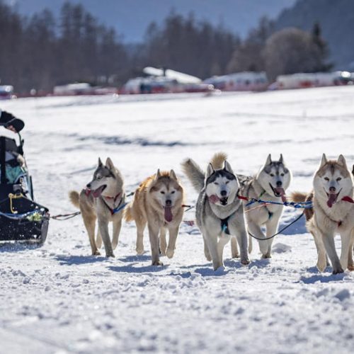 Le Siberian Husky à l'attelage | Élevage Of Nordic Forest