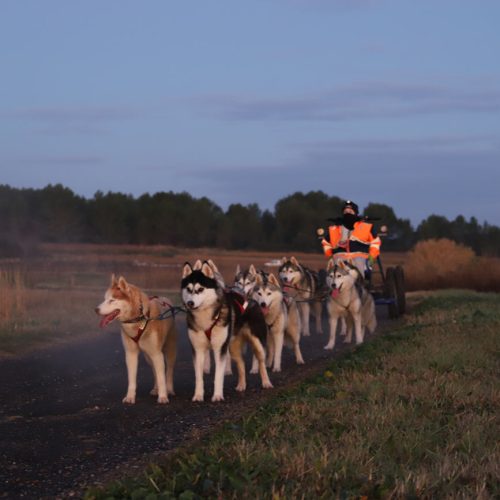 Le Siberian Husky à l'attelage | Élevage Of Nordic Forest