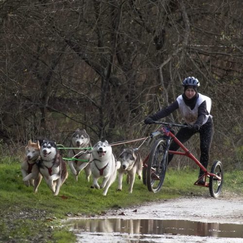 Le Siberian Husky à l'attelage | Élevage Of Nordic Forest