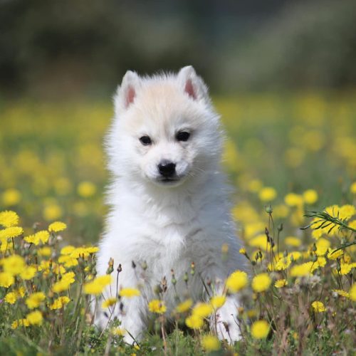 elevage-husky-chien-nordique-chiots-attelage-lunel-photo-026