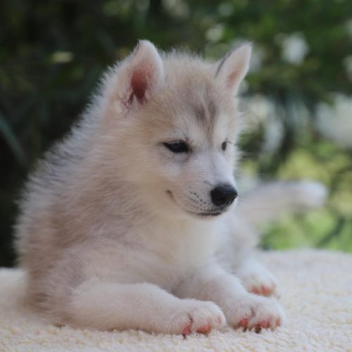 Adopter un chiot husky à Lunel