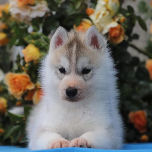 Adopter un chiot husky à Lunel