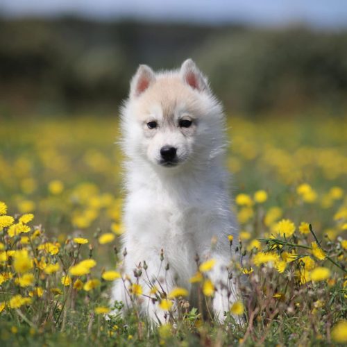 Adopter un chiot husky à Lunel