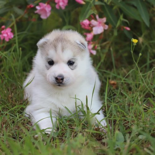 Adopter un chiot husky à Lunel