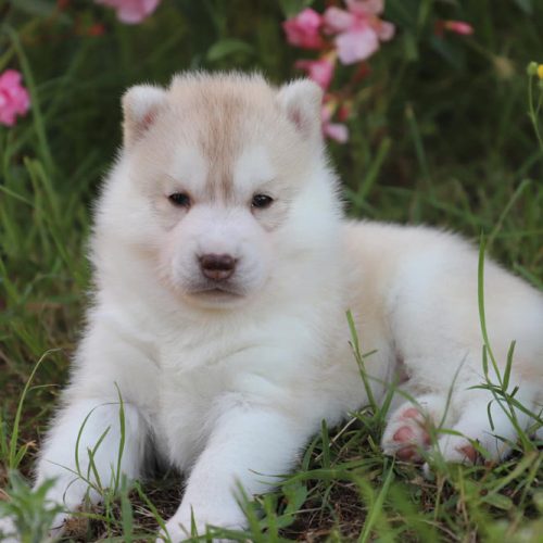 Adopter un chiot husky à Lunel