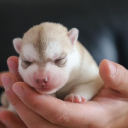 Adopter un chiot husky à Lunel