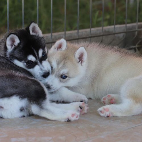 Adopter un chiot husky à Lunel