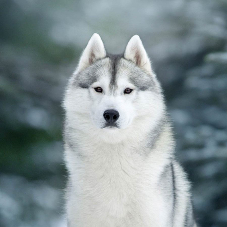 vignette-elevage-husky-chien-nordique-chiots-attelage-lunel-male-olwe-014